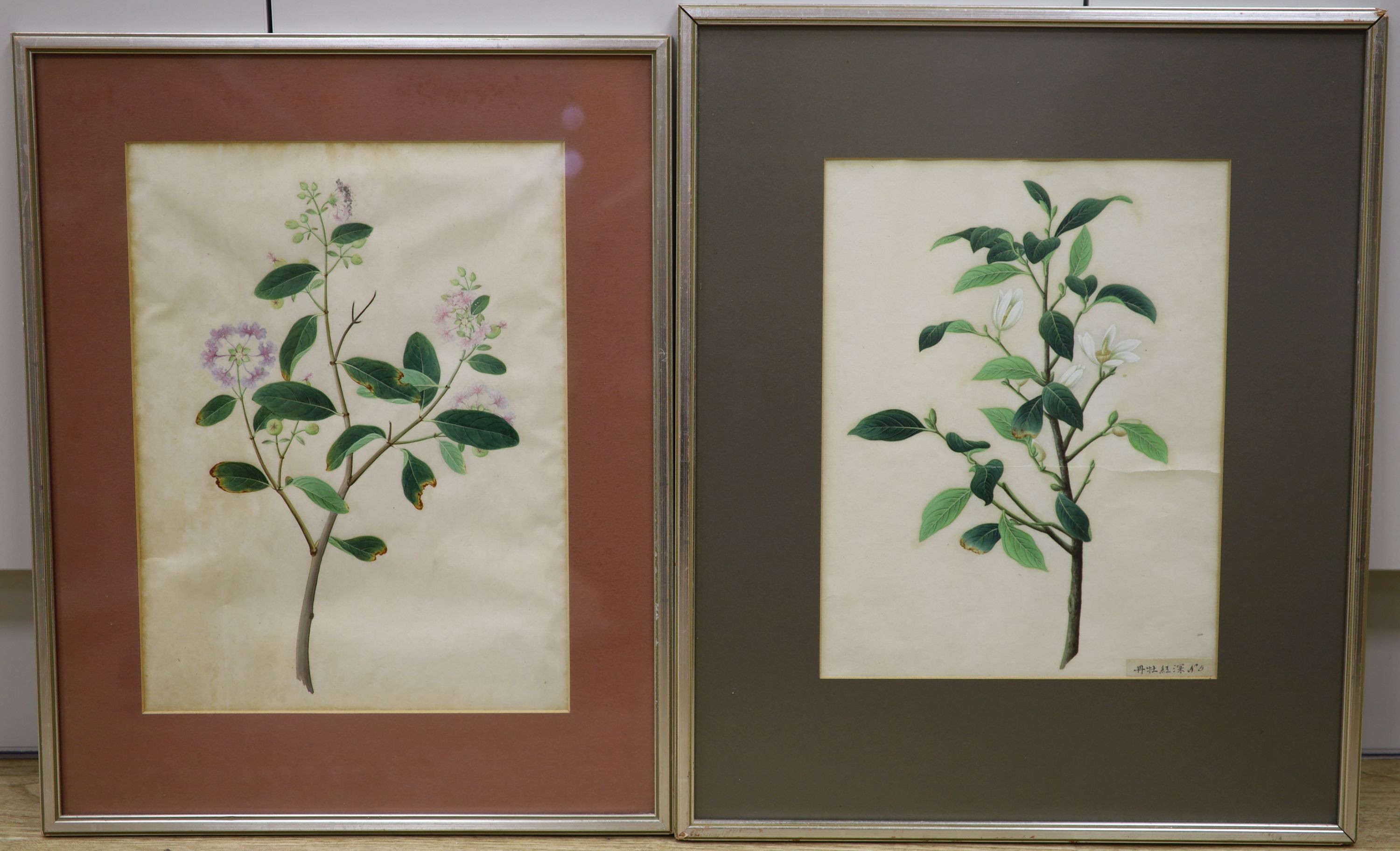 19th century Chinese School, two gouaches, study of magnolia and another plant, one with attached inscription, 32 x 25cm. & 36 x 27cm.